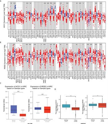 ACO1 and IREB2 downregulation confer poor prognosis and correlate with autophagy-related ferroptosis and immune infiltration in KIRC